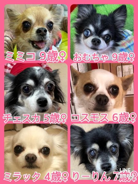 🐾今日の里親様募集中ワンコ🐶メンバーです🐾2022,3,13【保護犬カフェ天神橋店】